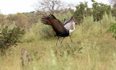 Fototapeta premium Two Wattled Cranes about to take off, Okavango Delta, Botswana 
