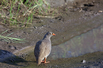 Red-billed Spurfowl in early morning light, Okavango Delta, Botswana
