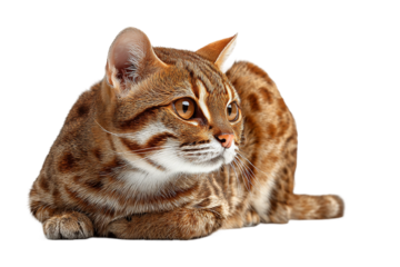 Rusty spotted cat lying down illustration isolated on transparent background