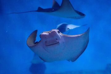 Manta ray in graceful gliding motion with wings extended, overhead composition landscape orientation, underwater wildlife photography.