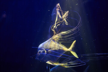Group of white moon jellyfish swimming together in blue aquarium tank, overhead wide composition landscape orientation, underwater wildlife photography.