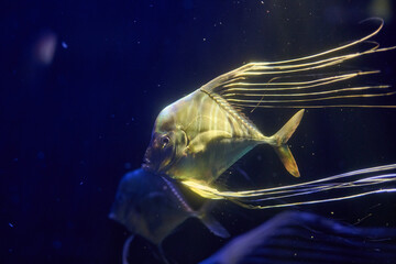 Blue and yellow striped fish with elaborate curved dorsal filaments in vertical swimming position, side profile portrait orientation, underwater macro wildlife photography.