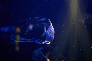 Blue fish with distinctive long trailing filaments and extended pectoral fins, side profile landscape orientation, underwater macro wildlife photography.