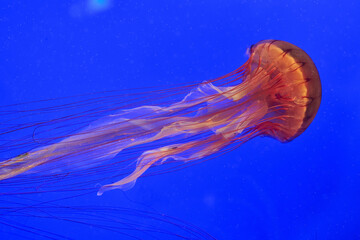 Purple-magenta glowing jellyfish group with luminescent coloring against dark background, group composition portrait orientation, underwater macro photography.