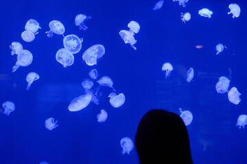 Multiple translucent jellyfish swimming together in bright blue aquarium water, overhead composition landscape orientation, underwater wildlife photography.