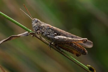 Common Field Grasshopper, Chorthippus brunneus, sitting on a grass stem