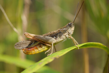 Common Field Grasshopper, Chorthippus brunneus, sitting on a grass stem