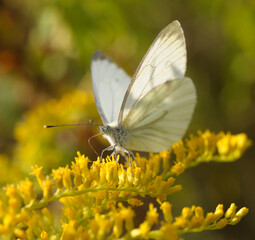 butterfly green-veined white, Pieris napi, sitting on a goldenrod flowers