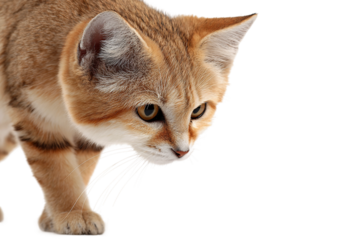 Young sand cat illustration isolated on transparent background