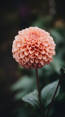 Close-up of a perfectly bloomed, peach-colored flower, centered against a blurred dark background