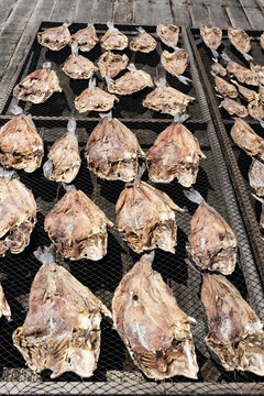 Sun dried fish on the wooden pier in the fishing village in Palau Ketam in Malaysia