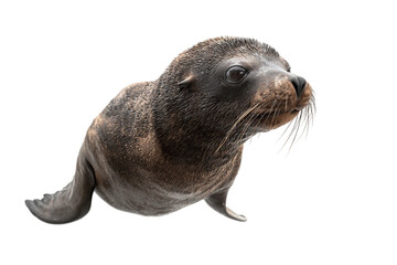 Naklejka premium Majestic sea lion isolated on transparent background