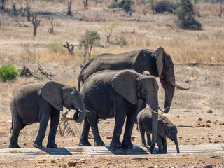 Fototapeta premium Elefant