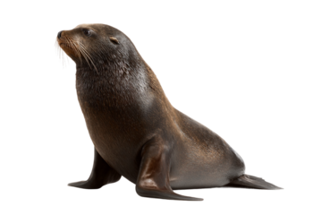 Baby sea lion isolated on transparent background