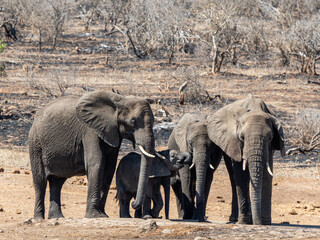 Fototapeta premium Elefant