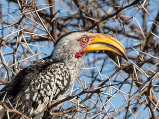 Fototapeta premium Gelbschnabeltoko