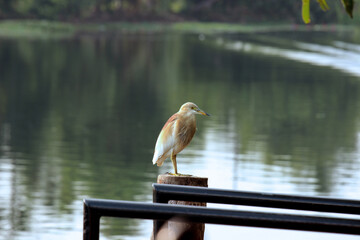 heron in the water