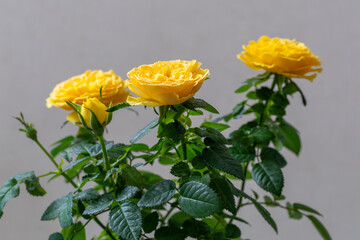 Beautiful bush of yellow roses in a spring garden. Rose garden.