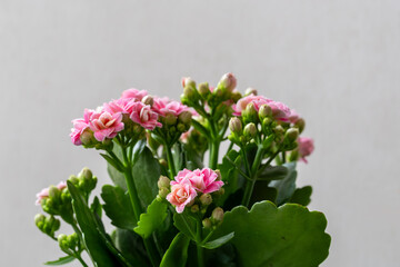 Pink Kalanchoe Flower in the Garden