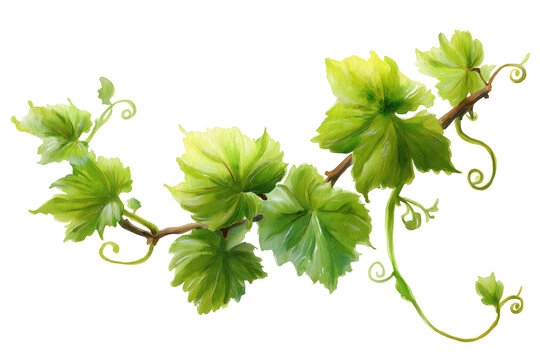 Lush Hand Drawn Watercolor Green Grape Vine Branch. A beautiful illustration of a winding grape vine with vibrant green leaves and delicate curling tendrils.
