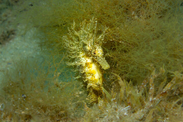 Fringed Camouflage: Ultra-detailed macro shot of the Hippocampus guttulatus (Long-snouted Seahorse), emphasizing its intricate skin texture and yellowish-brown speckling