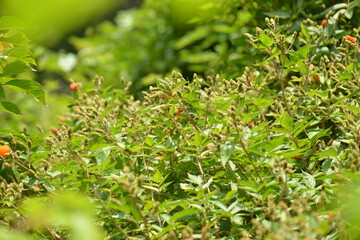Obraz premium Rubus sorbifolius features compound serrated leaflets with fine hairs and a distinct pinnate structure. Photographed in Korea.