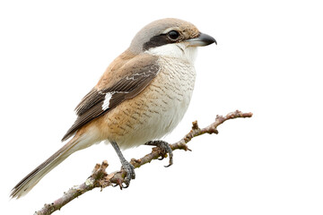 Realistic shrike isolated on transparent background