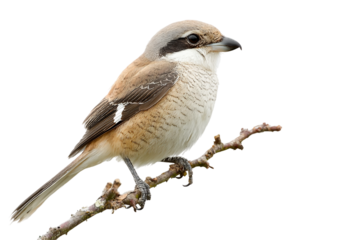Realistic shrike isolated on transparent background
