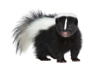 Naklejka premium Standing skunk isolated on transparent background