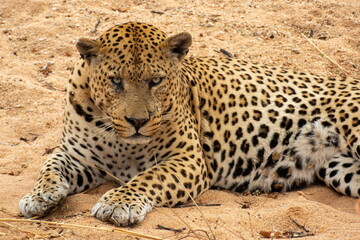 Etwas grimmig dreinschauender Leopard