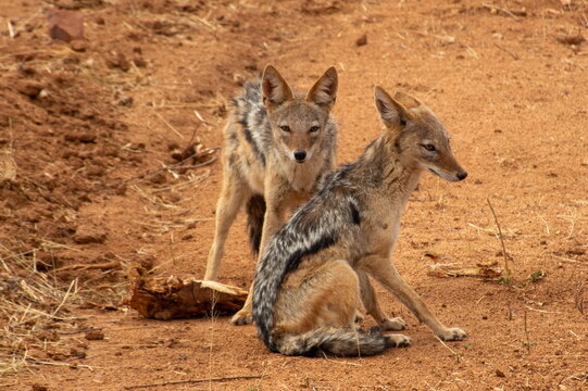 2 neugierige Schakale am Stra&szlig;enrand in Namibia