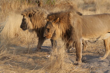 2 Löwenmännchen nach abgeschlossener Mahlzeit