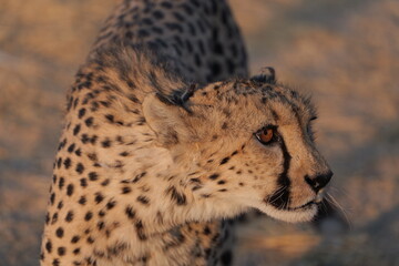 Gepard Cheetah auf der Pirsch in Namibia Afrika