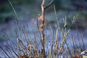 Bare Branches in Winter Light