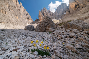 Sassolungo- Langkofel- Saslonch. Dolomites, Italy	