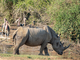 Fototapeta premium Nashorn