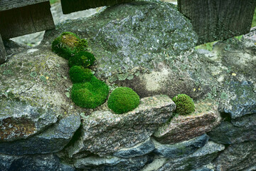 Moss balls and lichen covering rough rock surface with old wood fence.