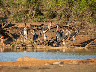 Naklejka premium Marabu
