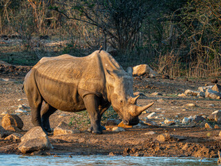 Fototapeta premium Nashorn