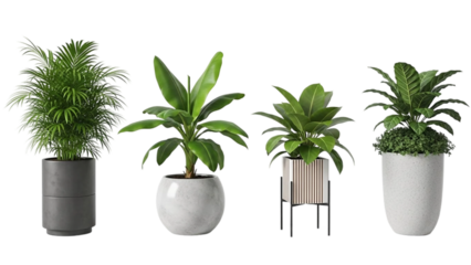 Four potted houseplants with various green foliage on a black background potted plants isolated on a transparent background