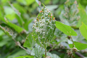 Fototapeta premium Rubus corchorifolius with diseased foliage showing brown spots, discoloration, curling, and weakened growth caused by humidity stress. Photographed in Korea.