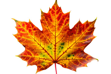 red maple leaf isolated on white background in autumn season
