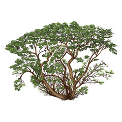 Trees realistic illustration