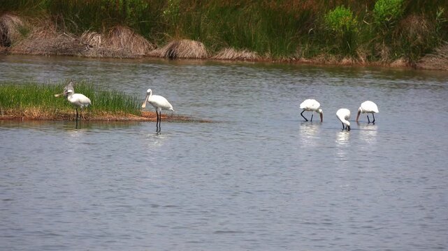 wader birds walk near water of pond