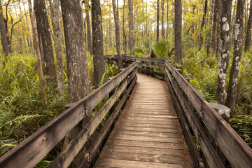 Wooden Walkway Through Greenery at Six Mile Cypress Slough Preserve in Fort Myers, Florida During the Fall Season