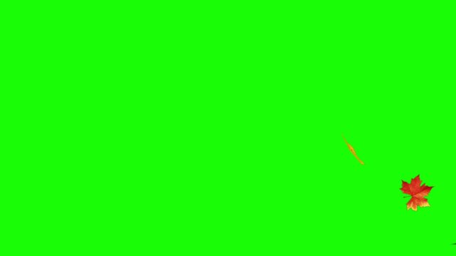 Animated stream of red and yellow autumn leaves falling across the screen from different directions on a green chroma key background. Seamless and ideal for seasonal video effects