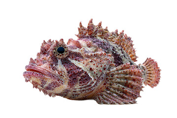 Fototapeta premium Reef stonefish isolated on transparent background