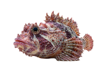 Reef stonefish isolated on transparent background