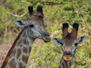 Giraffe