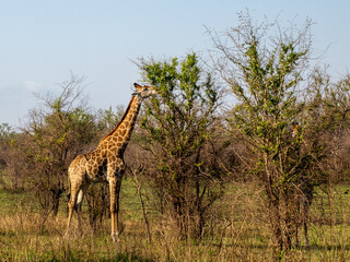 Giraffe